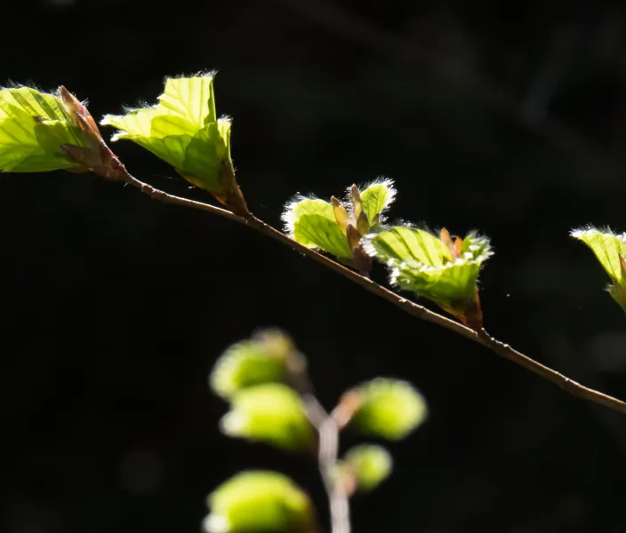 Light green leaves and buds appear on a black background