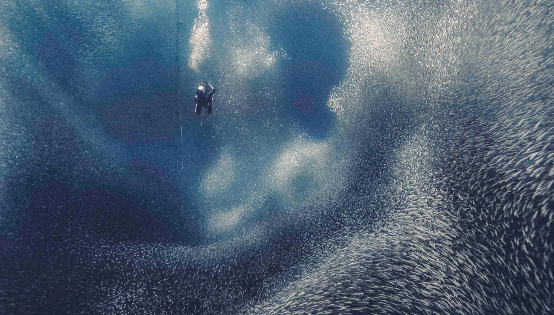 Photo of a diver surrounded by a school of small fish underwater
