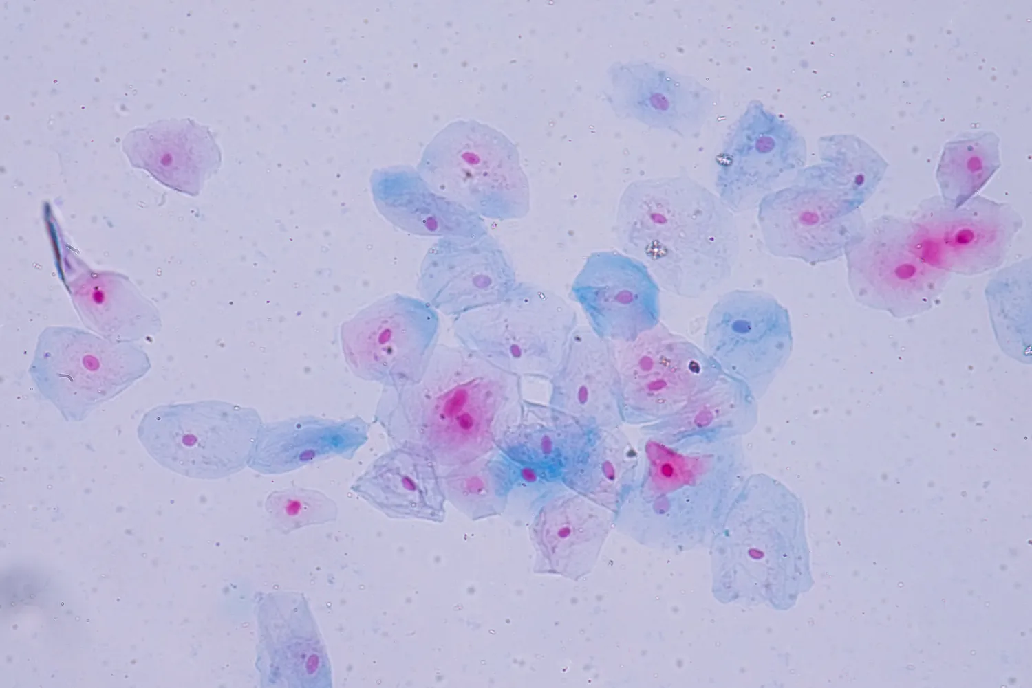 Microscopic image of cells