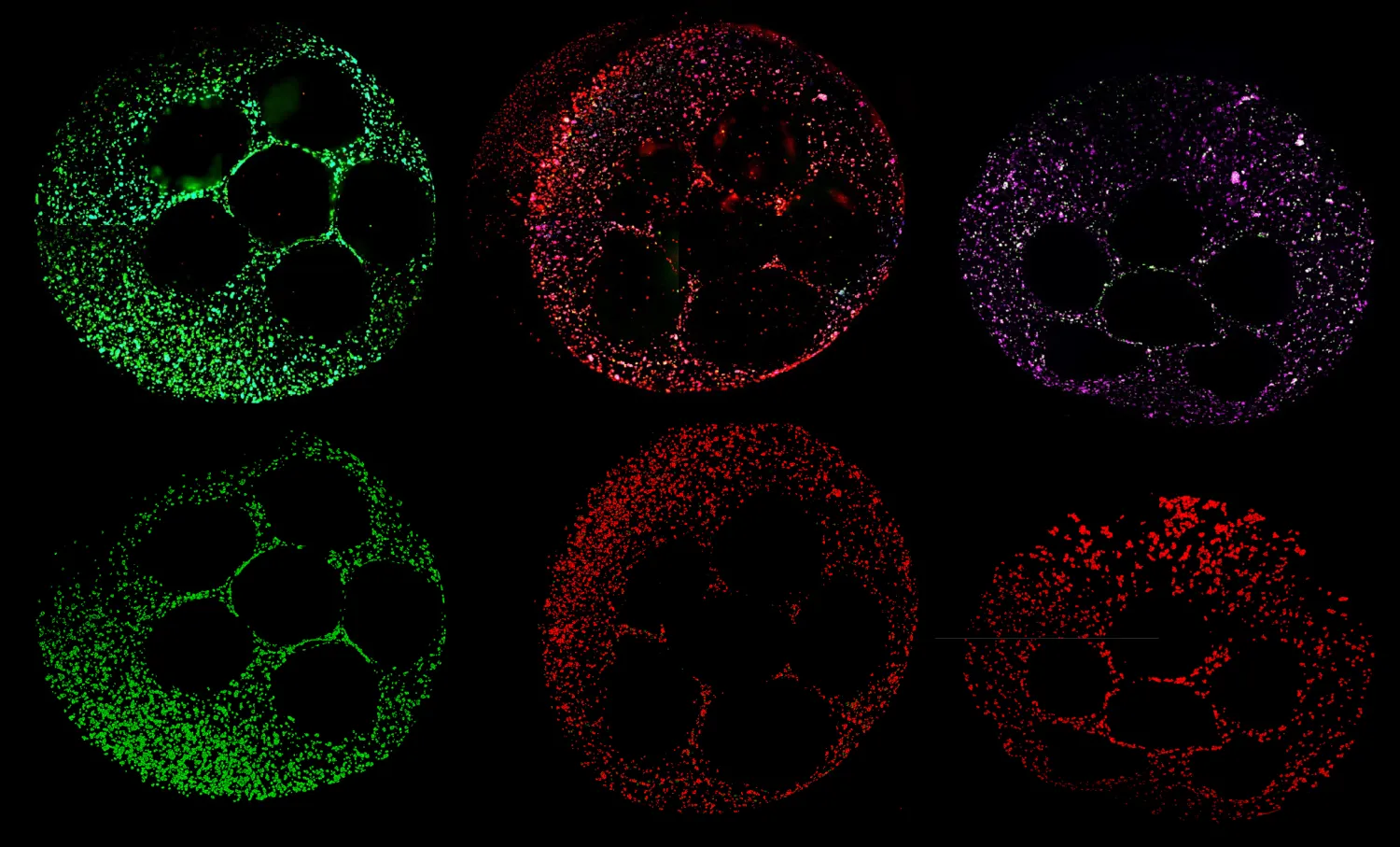 HepG2 cells